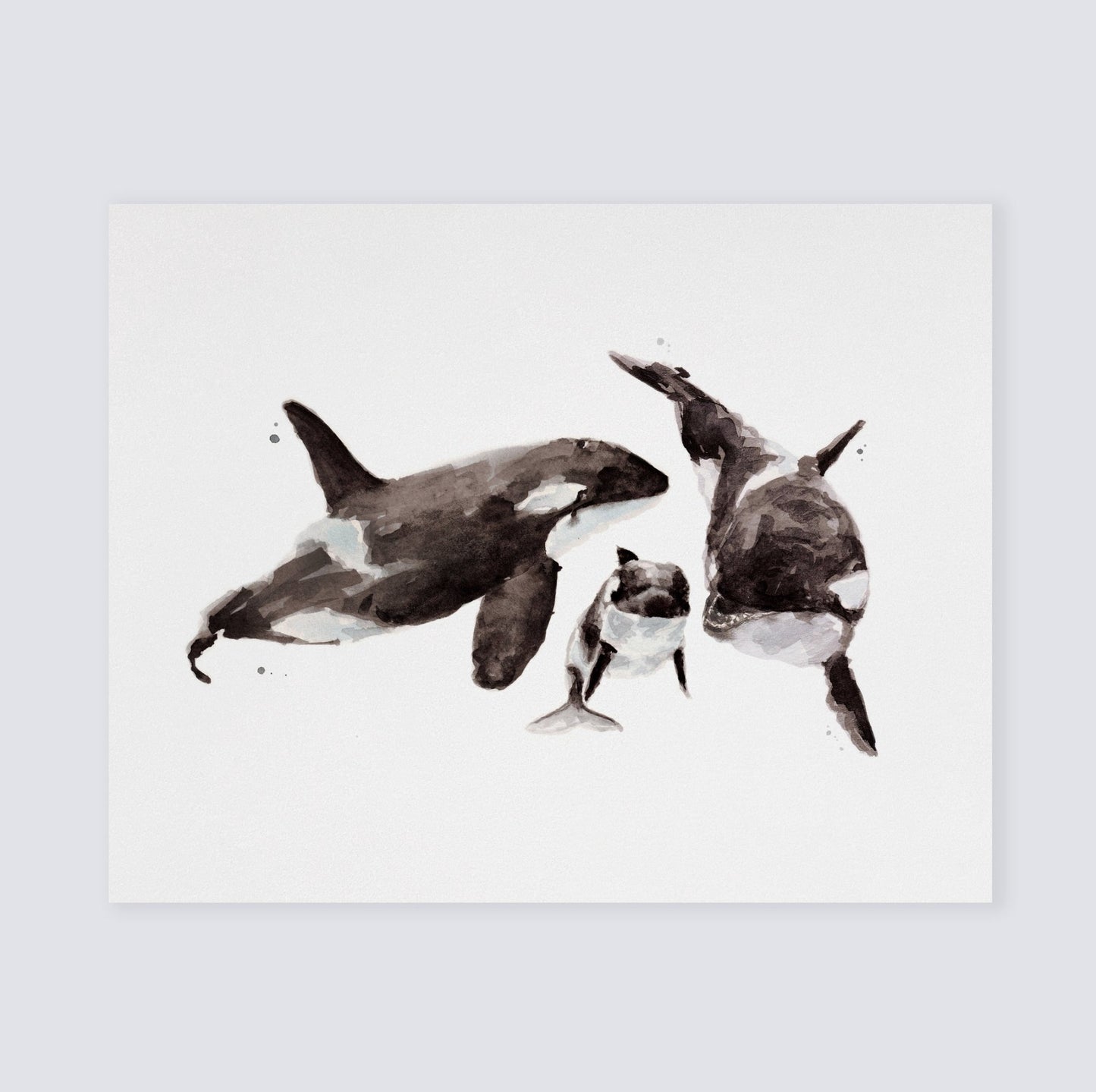 Orca Family of 3 Ocean Animal Watercolor Art Print - Art Prints - Moon Rock Prints