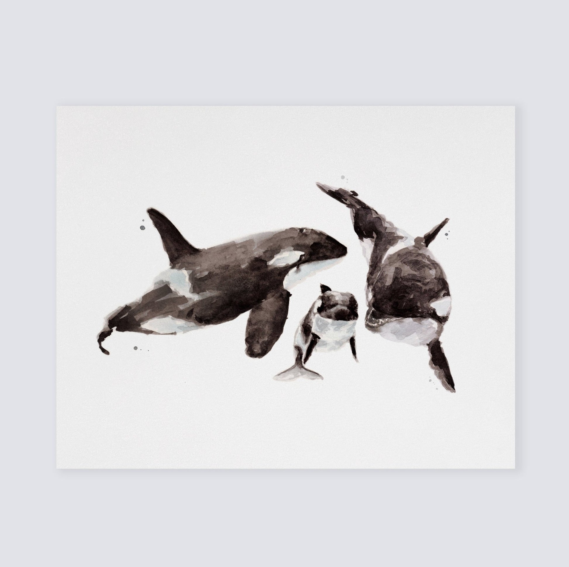 Orca Family of 3 Ocean Animal Watercolor Art Print - Art Prints - Moon Rock Prints