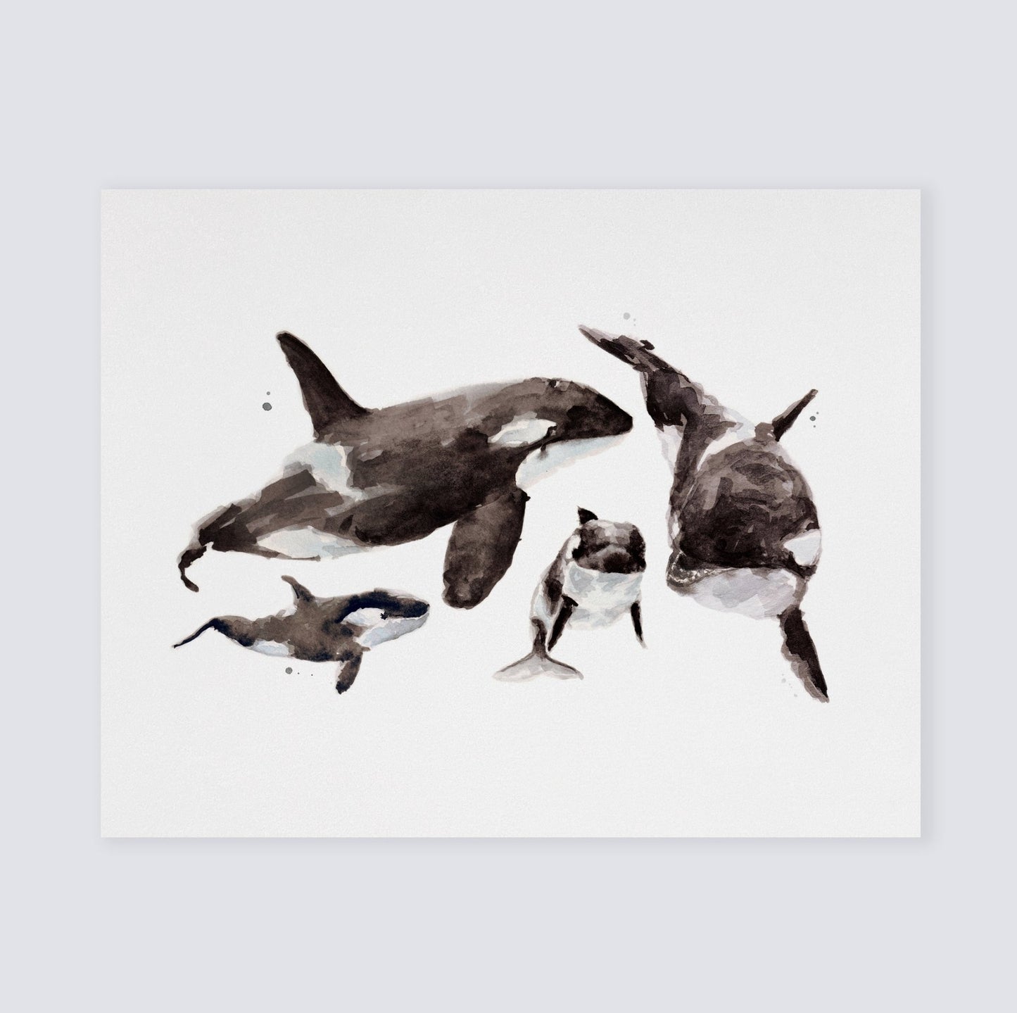 Orca Family of 4 Arctic Ocean Animal Watercolor Art Print - Art Prints - Moon Rock Prints