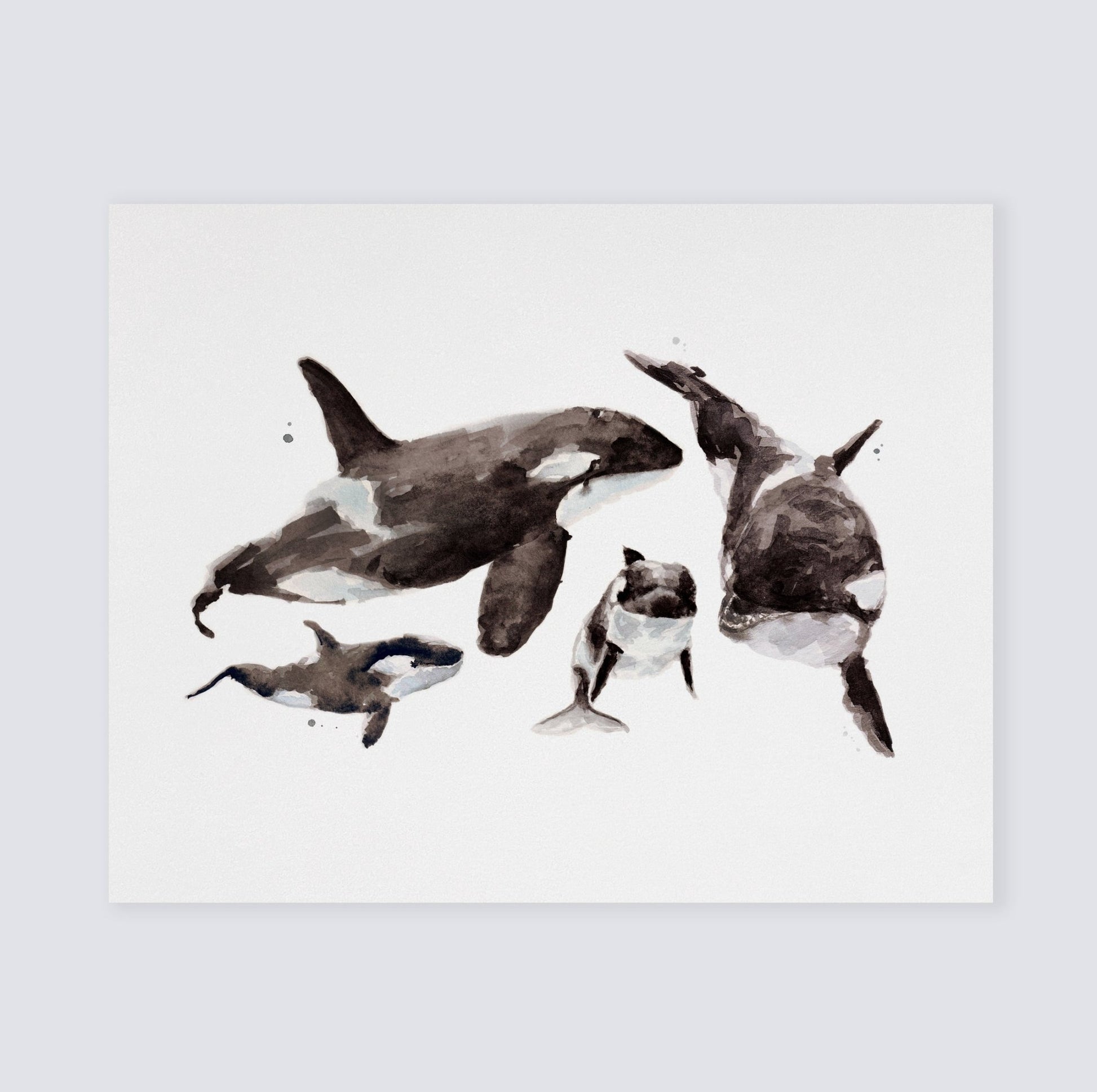 Orca Family of 4 Arctic Ocean Animal Watercolor Art Print - Art Prints - Moon Rock Prints
